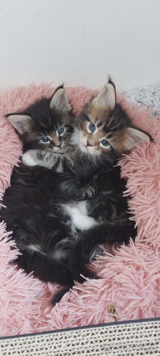 Mainská mývalí koťata s PP - 2