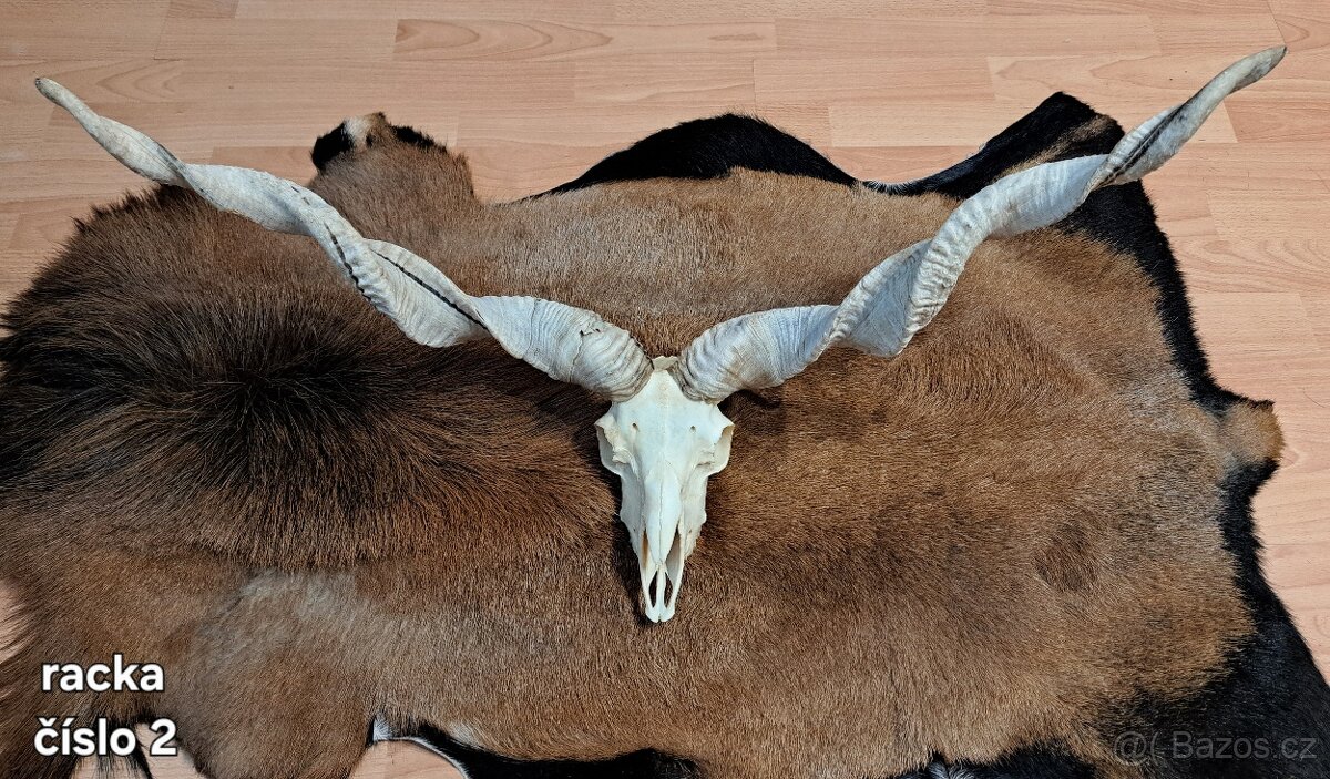 Trofeje, ovca capova - 2