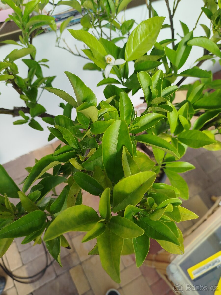 Citrus - pomeranč - 2