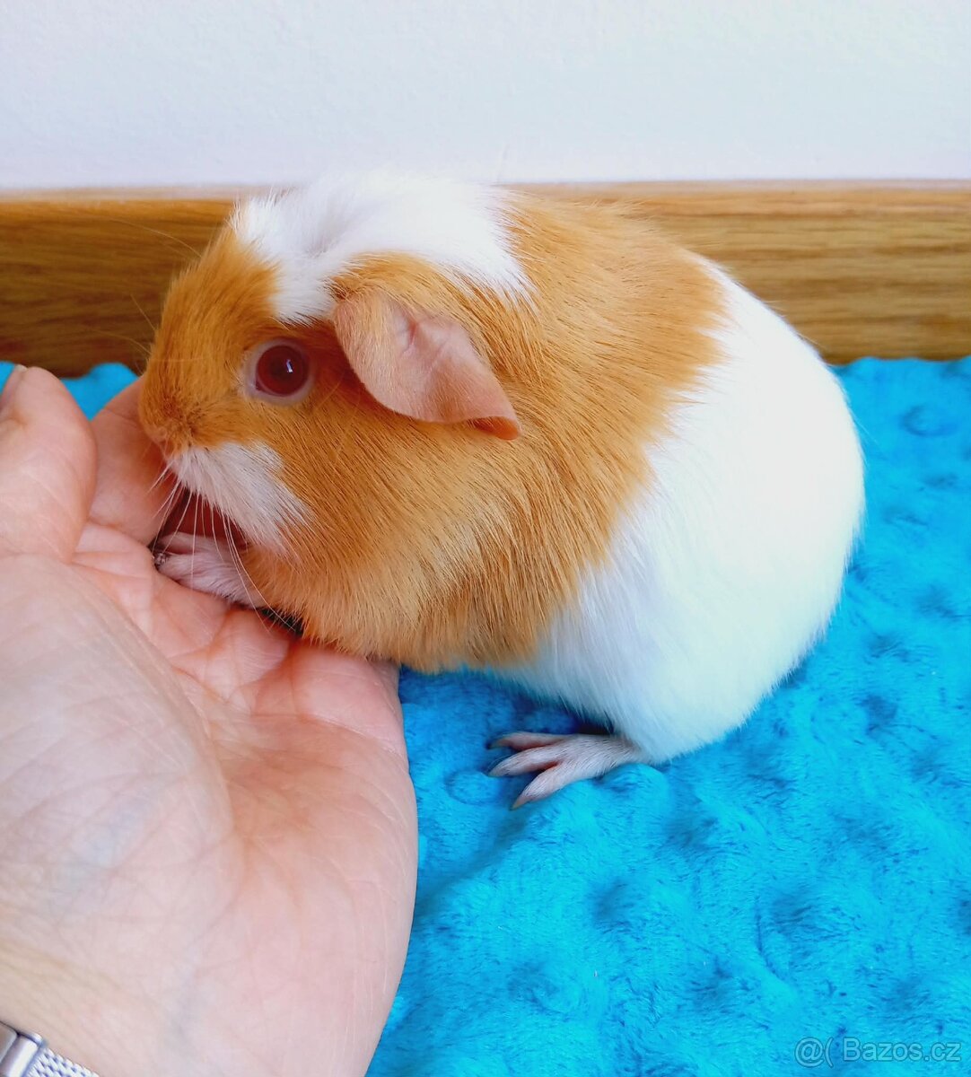 Morče - morčata - malý sameček z CHS - 2