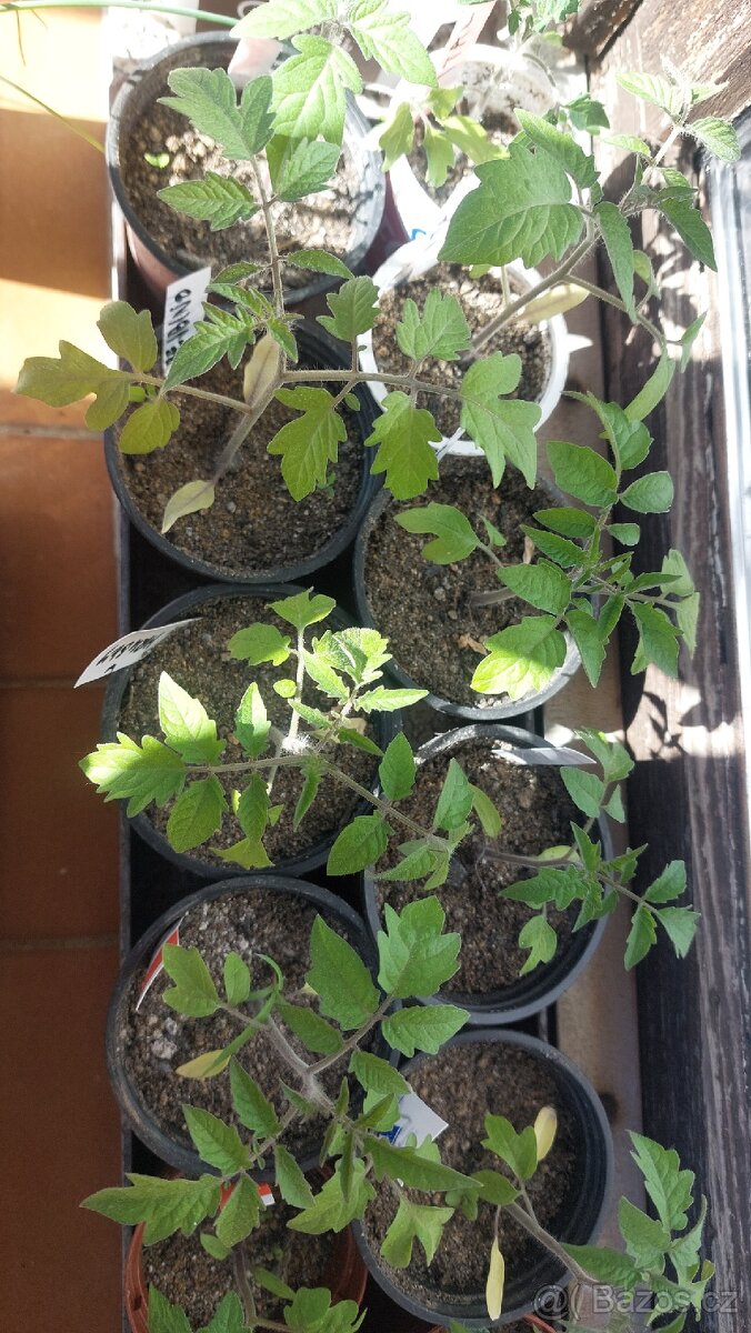 Sazenice rajčata - 2