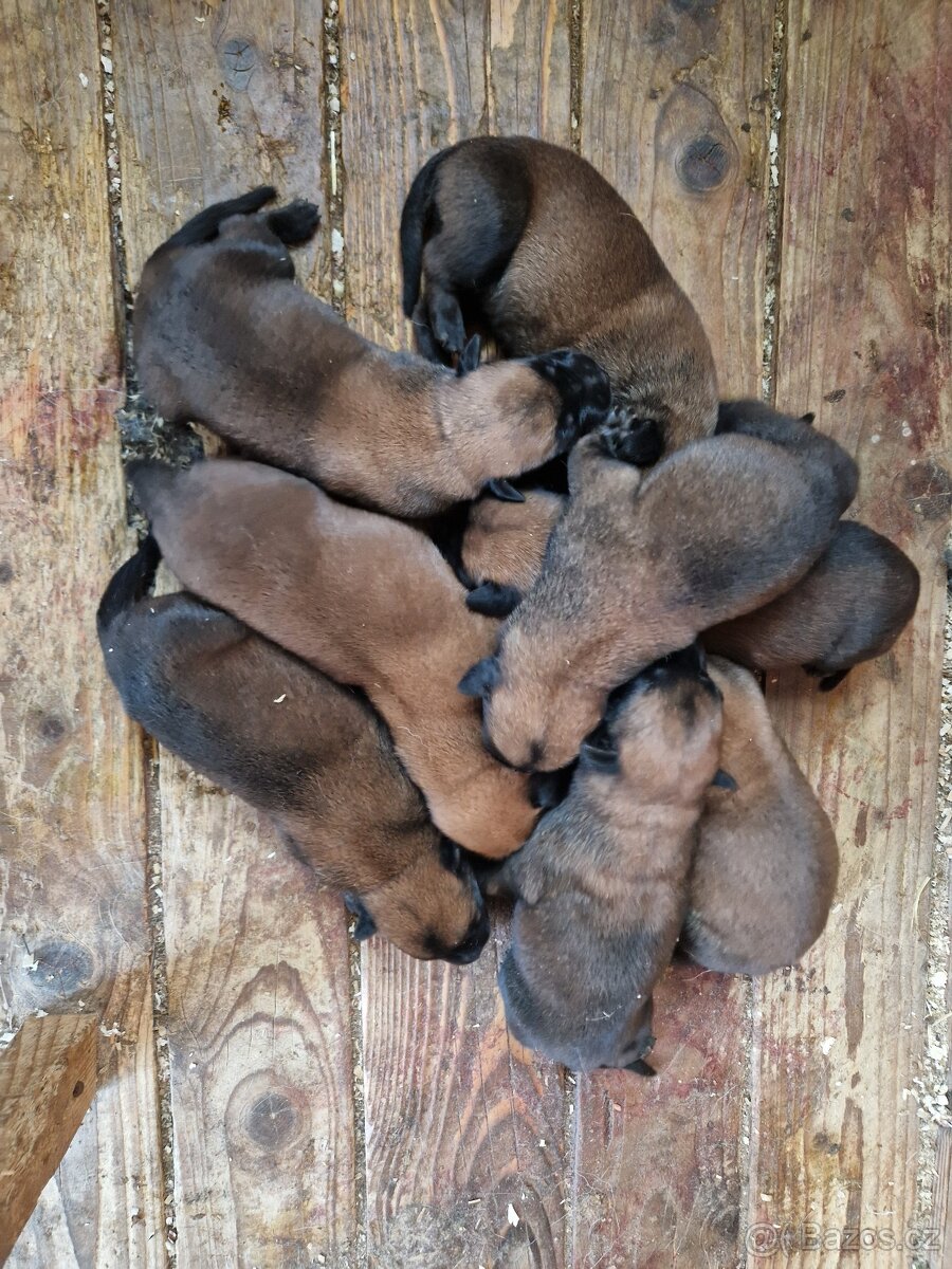 Belgicky ovčiak Malinois - 2