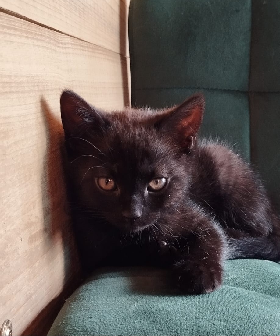 Prodám koťátka Britská černá krátkosrstá - 2