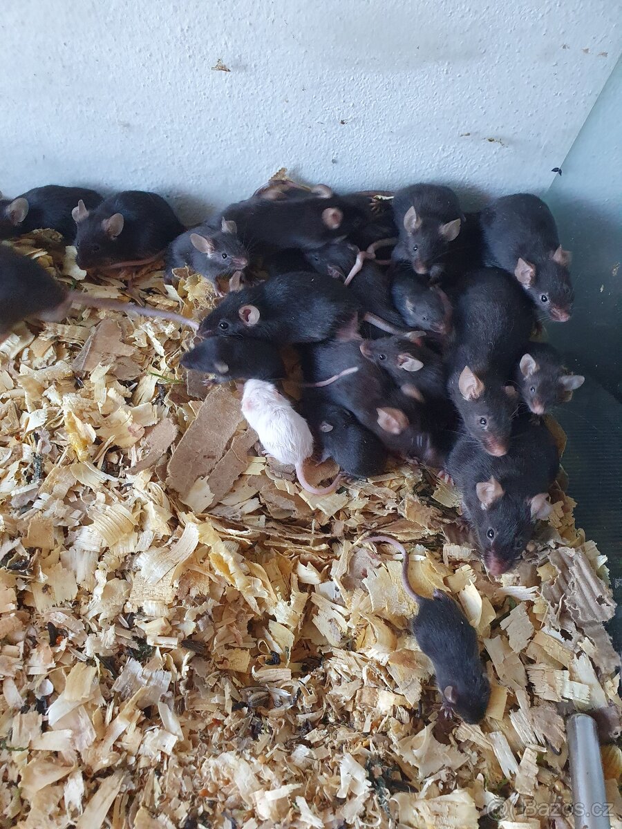 Myši potkánci morčátka - 2