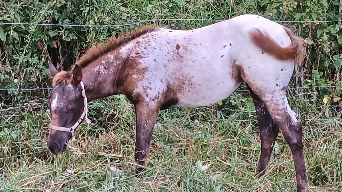 Prodám,nabízím QH kobylku s P P - 2