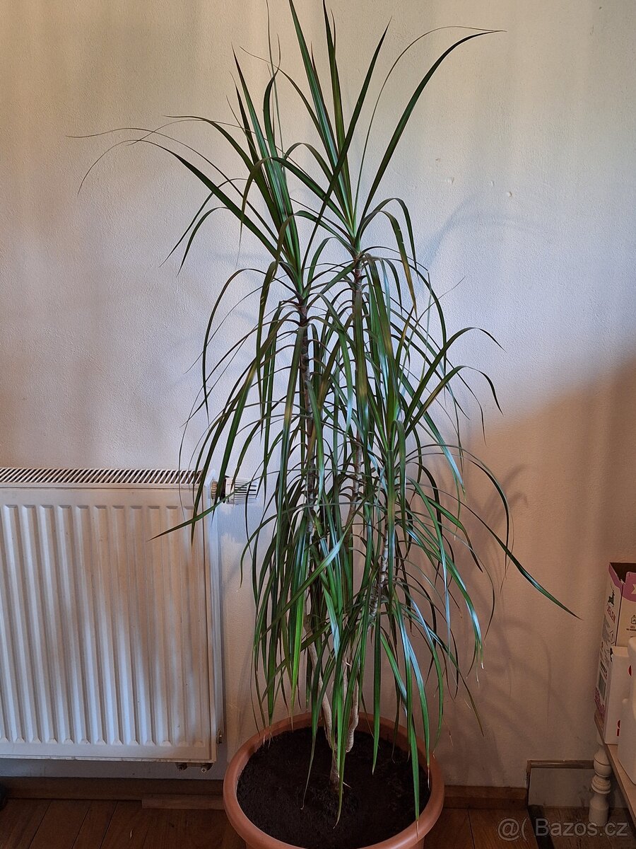 Pokojové rostliny - 2