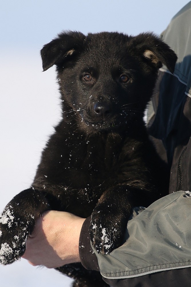 Německý ovčák s PP - štěňata k odběru - 2