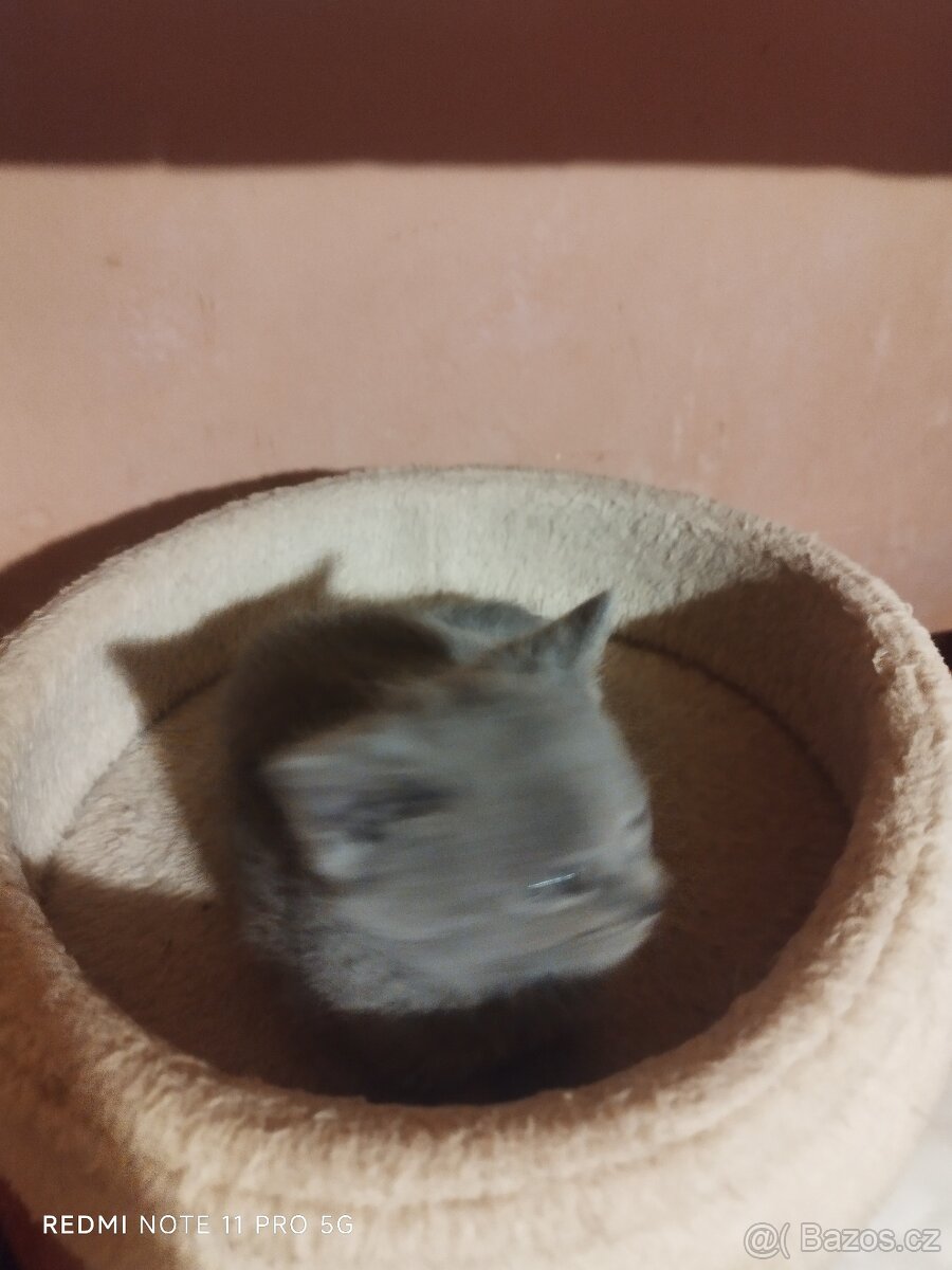 Britská koťátka - 2