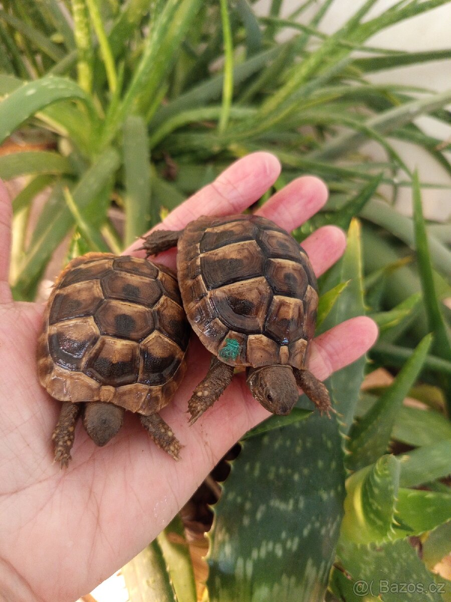 Želva zelenavá, mláďata kupní smlouva+Cites - 2