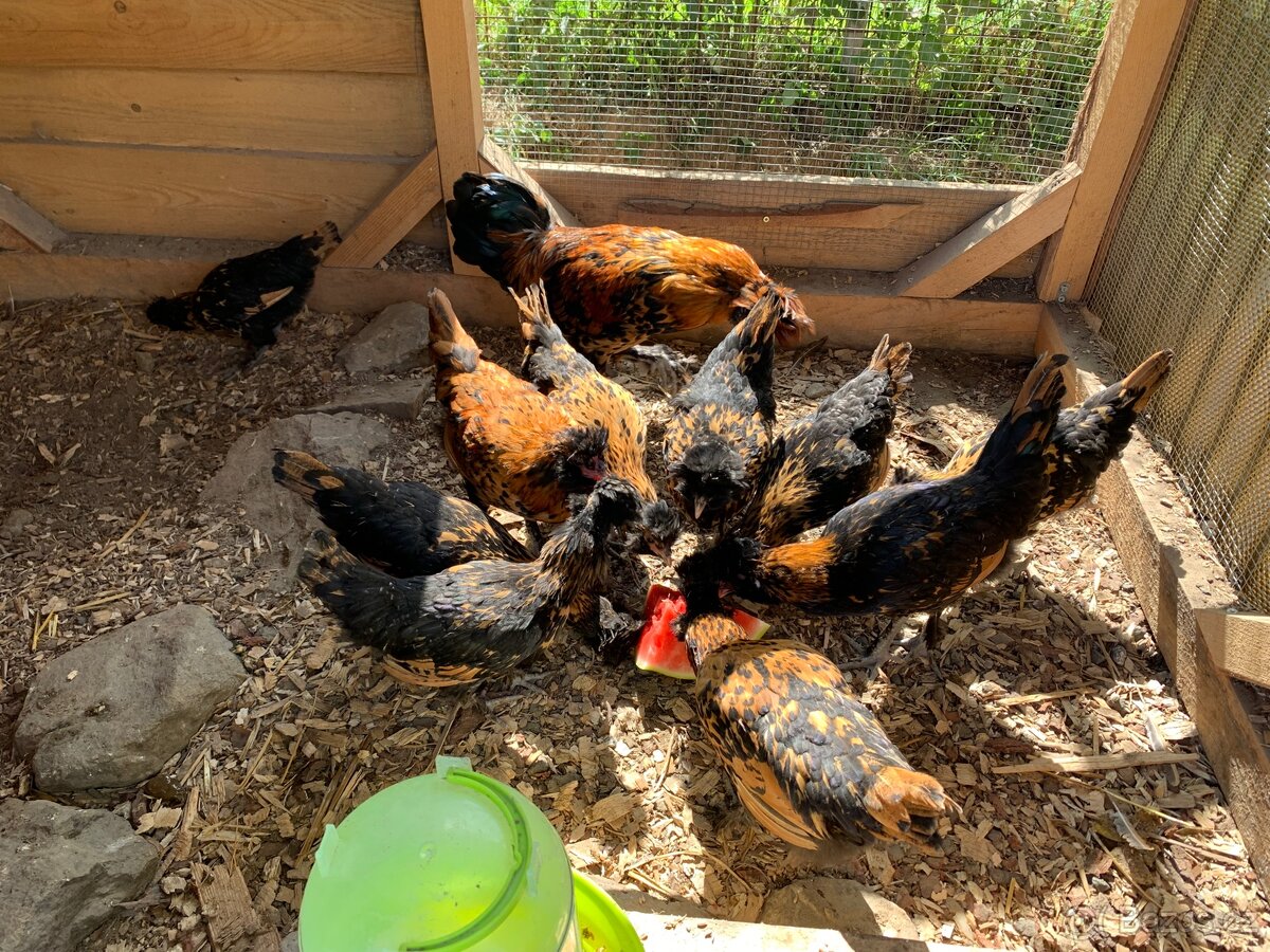 Pavlovská slepice “PAVLOVKA” - 2