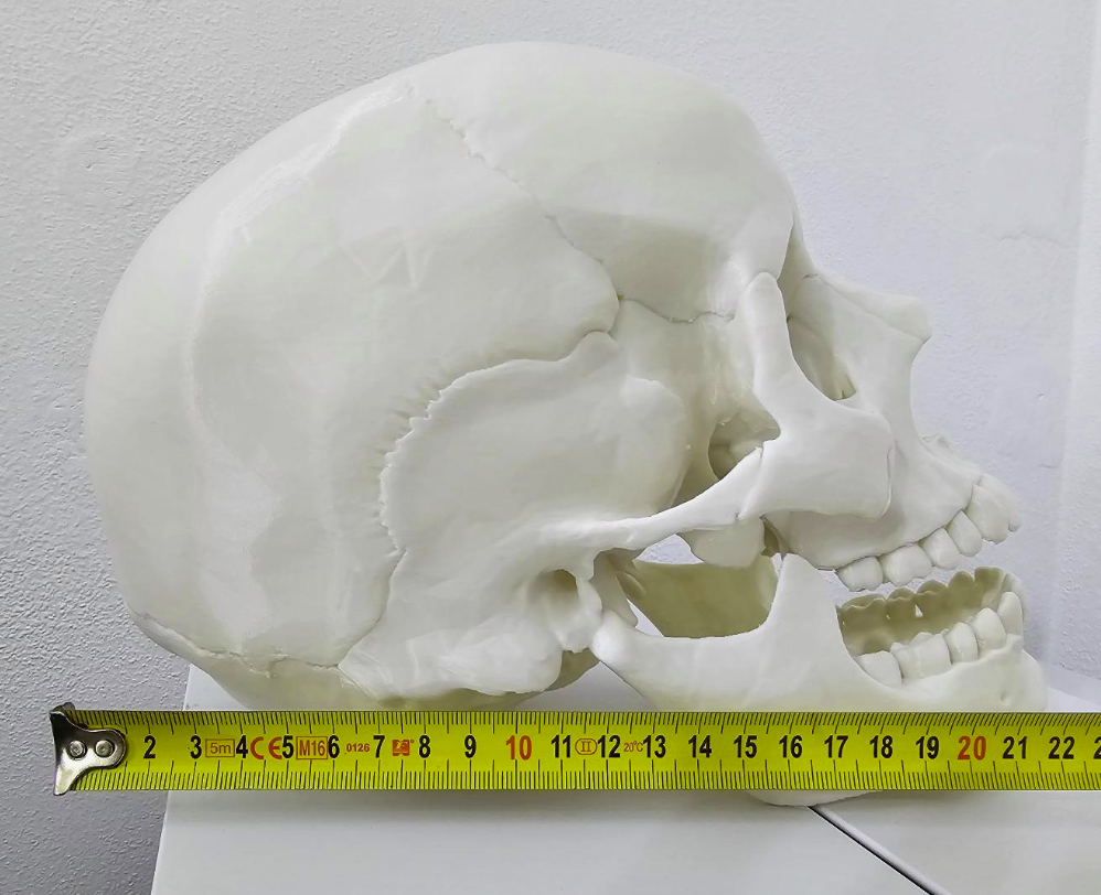 REALISTICKÝ model lidské lebky, 3D tisk - 2
