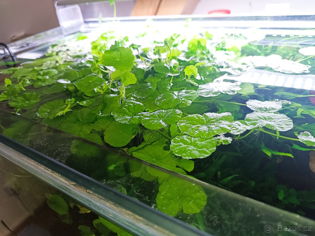 Hydrocotyle leucocephala (pupečník bílý) - 2