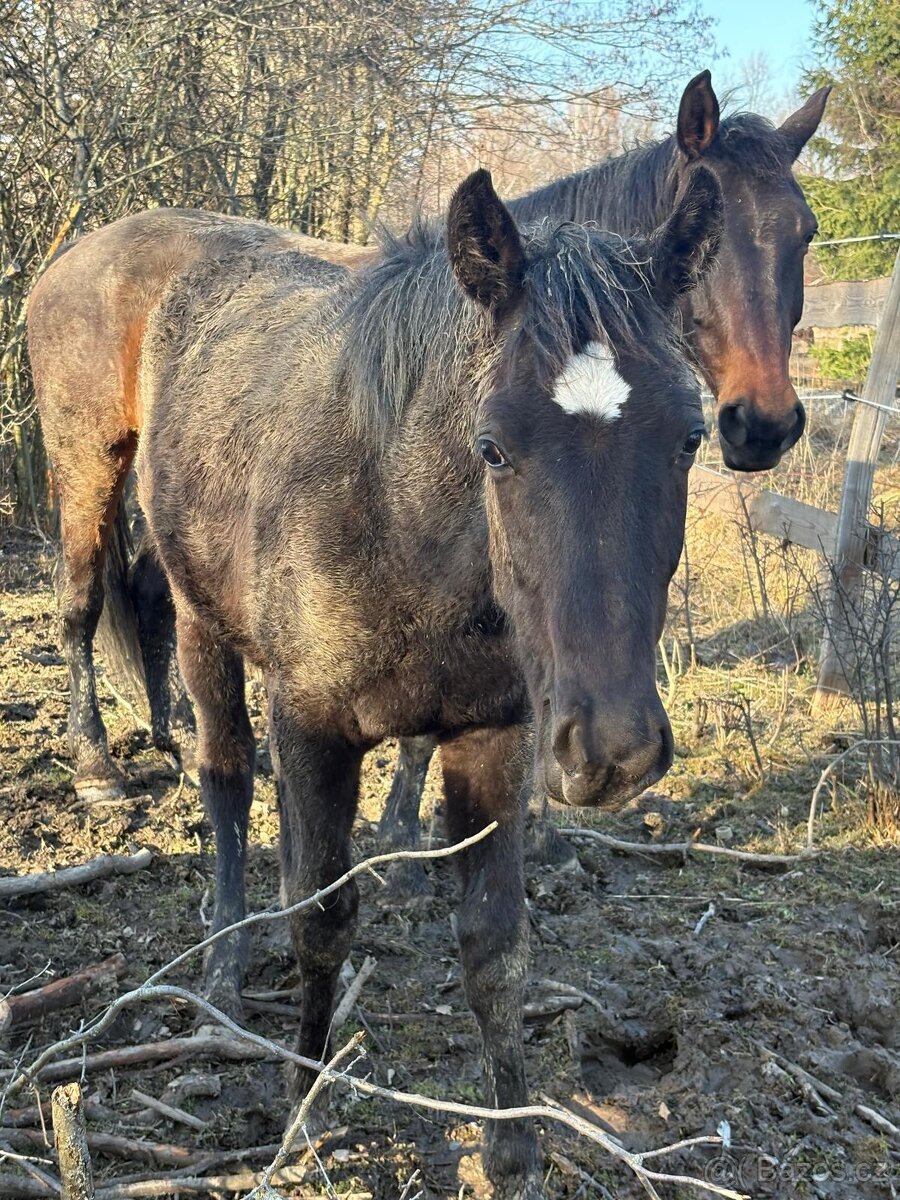 Prodám hřebečka - 2