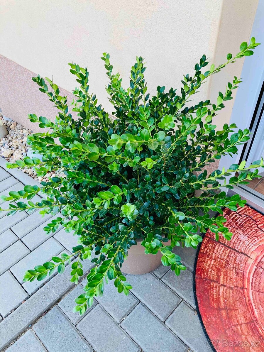 Buxus - 2