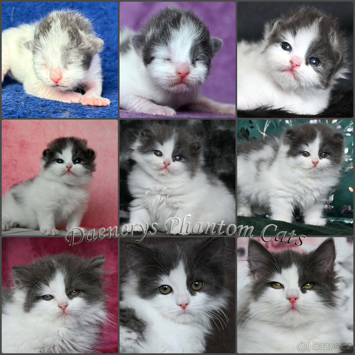 Sibiřská kočka s PP - Daenerys Phantom Cats - 2
