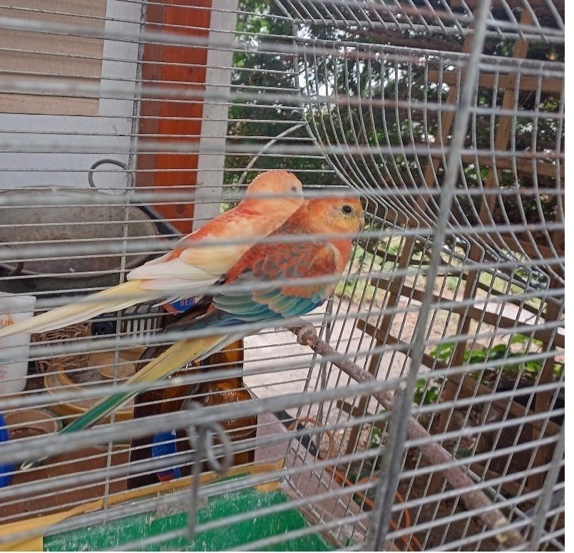 PAPOUŠEK ZPĚVAVÝ - ORANŽOVÝ - 2