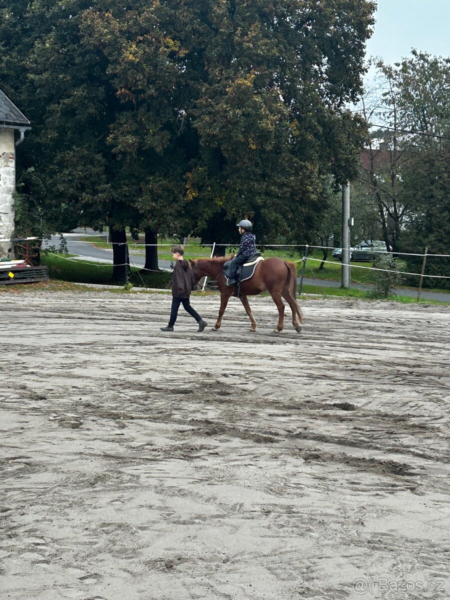 Tříletý pony sšp - 2