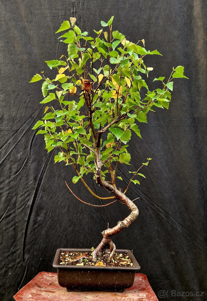 Bonsai, Bonsaj - Briza Belokora -1 - 2