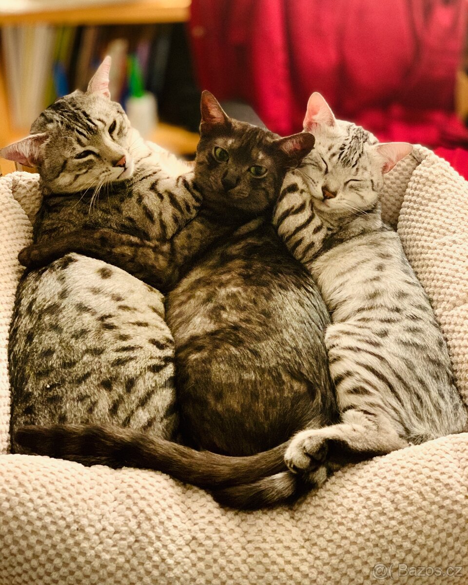 Egyptská Mau s rodokmenem - 2