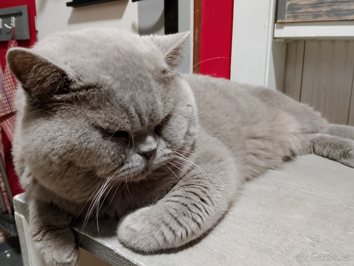 Britský kocour ke krytí - 2