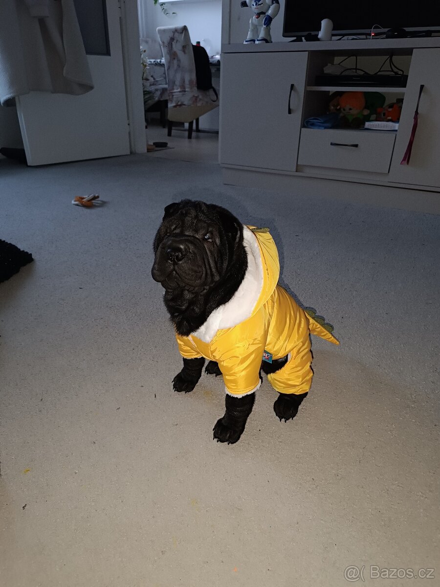 Šarpej 3 měsíce. - 2