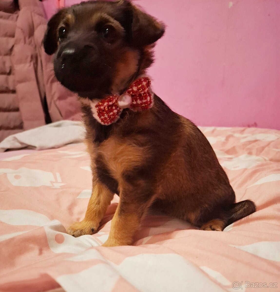 Stěně Jezevčík - 2