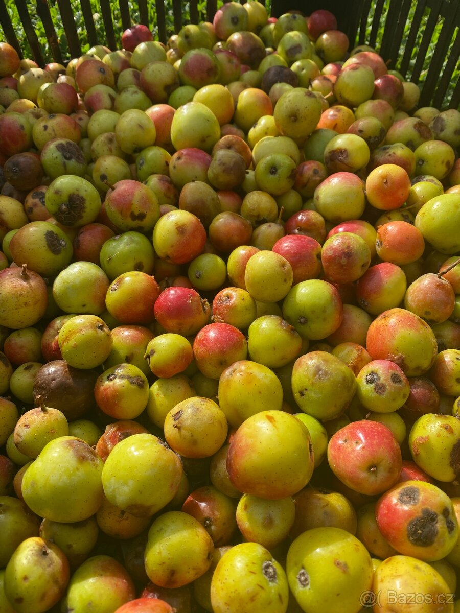 Oskerušovice 49% - 2