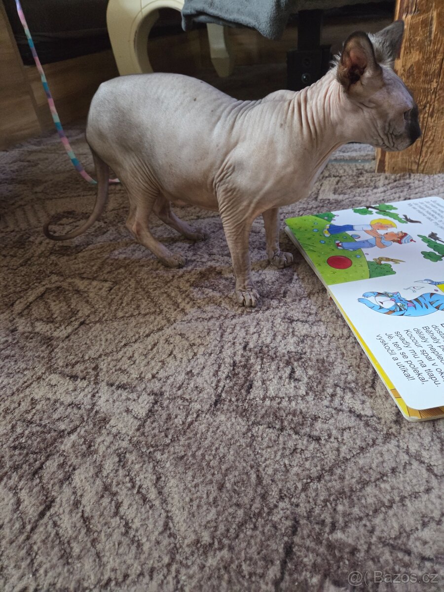 Daruji kocoura sphynx - 2