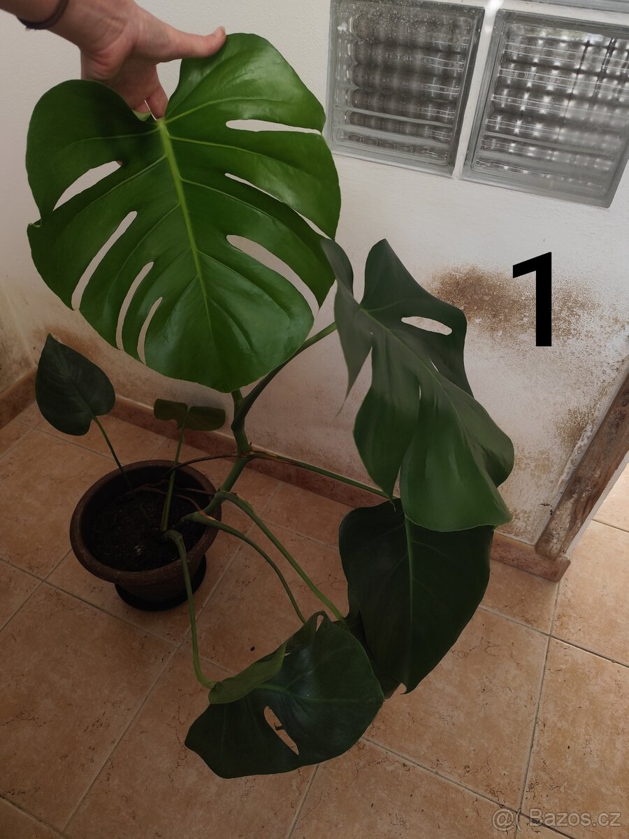 Monstera deliciosa - 2
