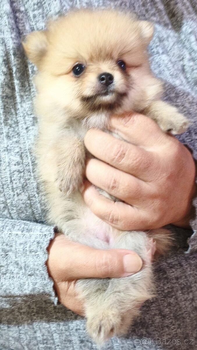 Pomeranian – štěňátka - 2