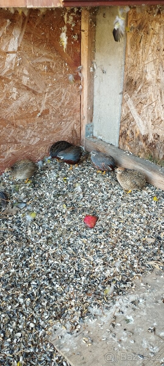 Prodám křepelky čínské - 2