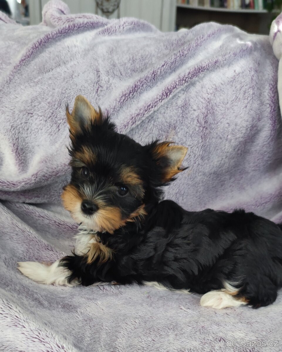 Biewer jork(Yorkshire)terier- kluk s pp - 2