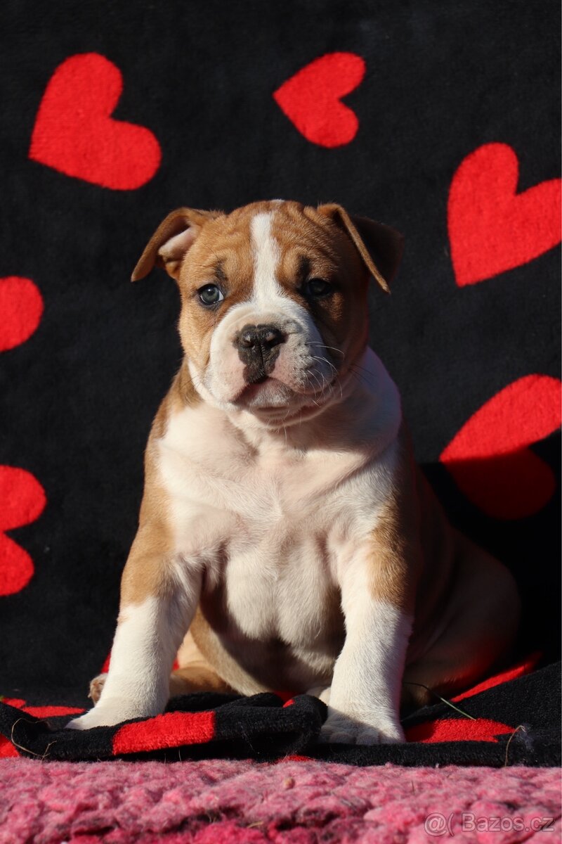 Americký stafordšírský teriér s PP fenka 1 - 2