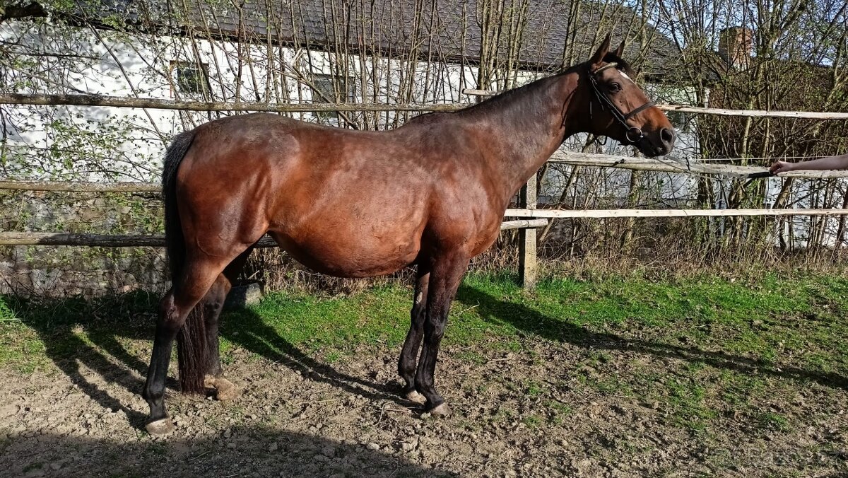 klisna do chovu, rekreaci - 2