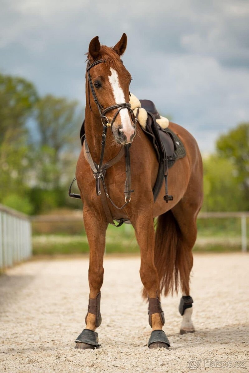 líbivý 7 letý valach po Quidam Sohn - 2