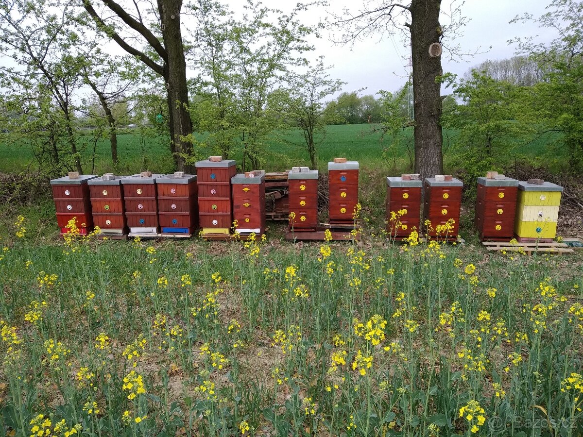 Včelí oddělky s matkou F1 rok 2026 - rezervace - 2