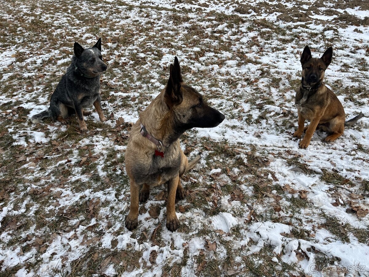 Vlček hledá domov - 2