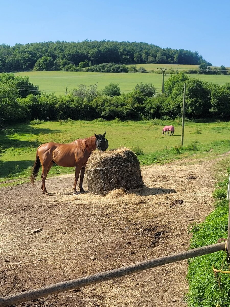Ustájení Praha-západ - 2