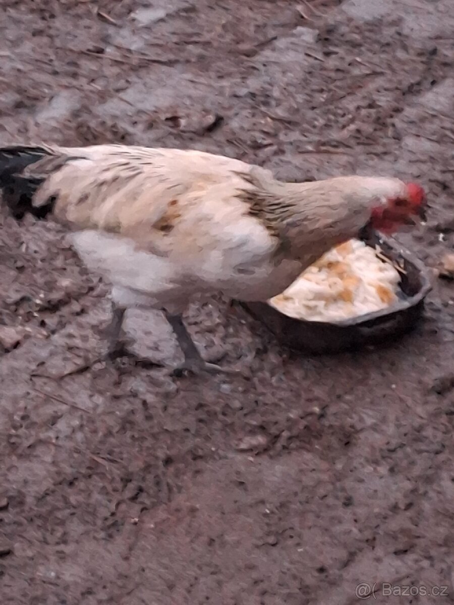 Kohouti modrá vejce - 2