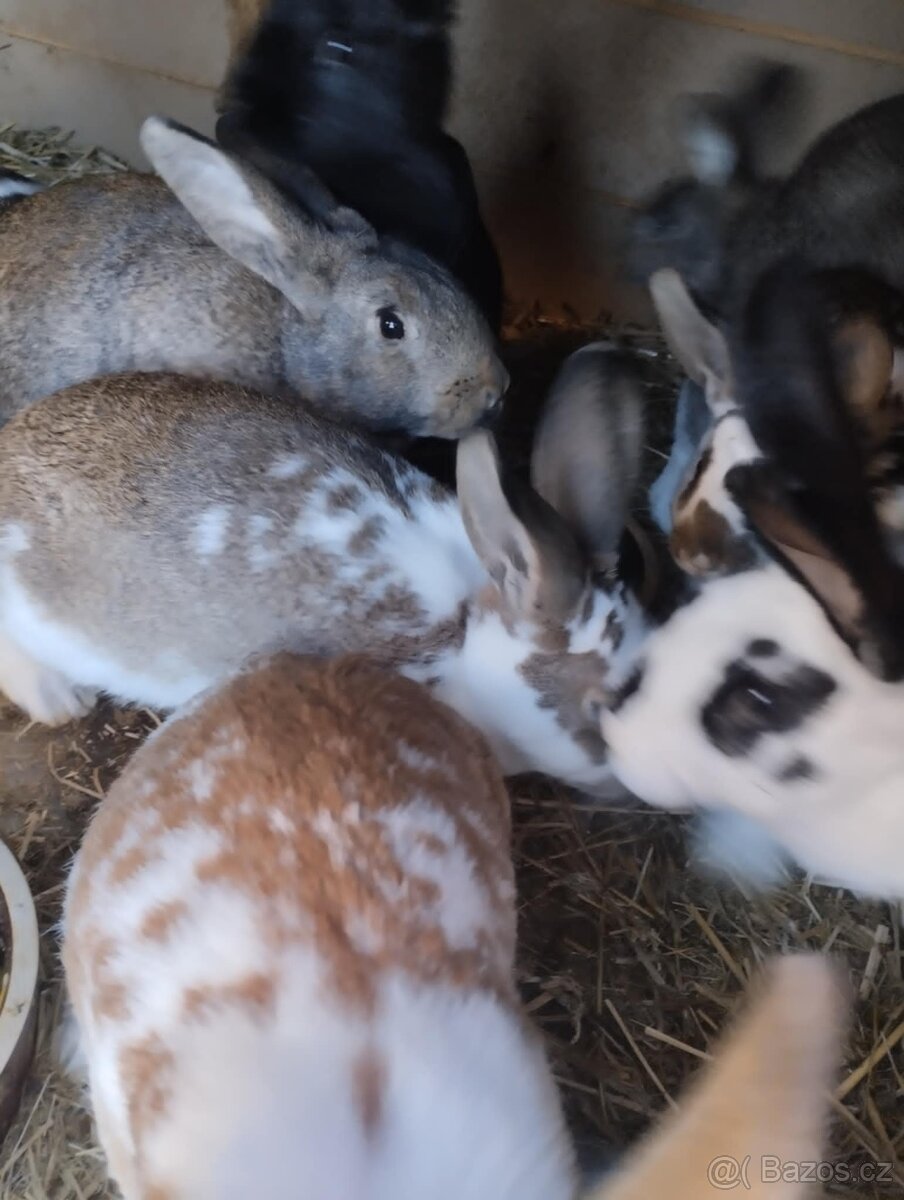 Samice i samci do chovu - 2