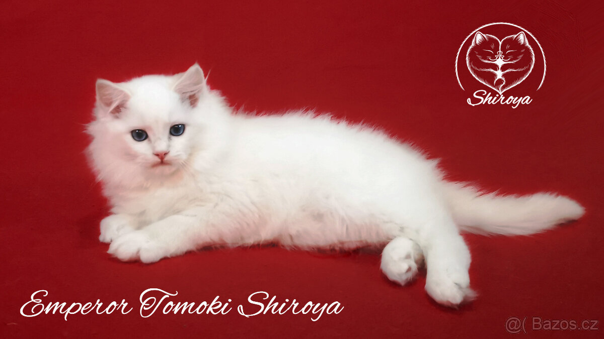 Koťata ragdoll s PP - 2