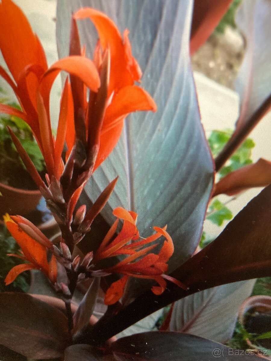 Kana červená - dosna - 2