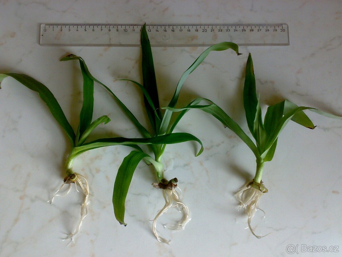 Pekingská tráva - Murdannia loriformis - zakořeněné řízky - 2