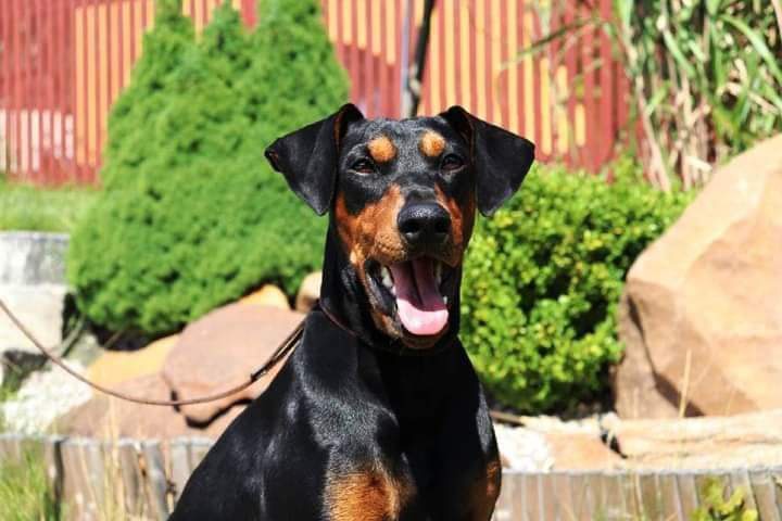 Německý pinč - krytí - 2