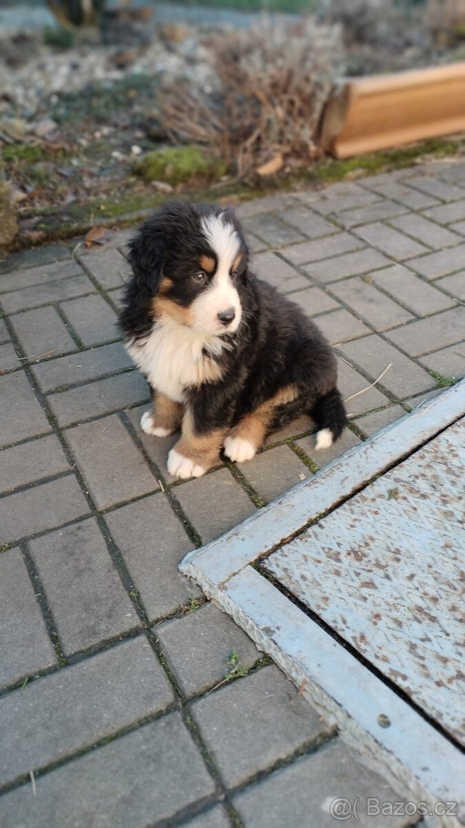 Šťěňata Bernský salašnický pes bez Pp - 2