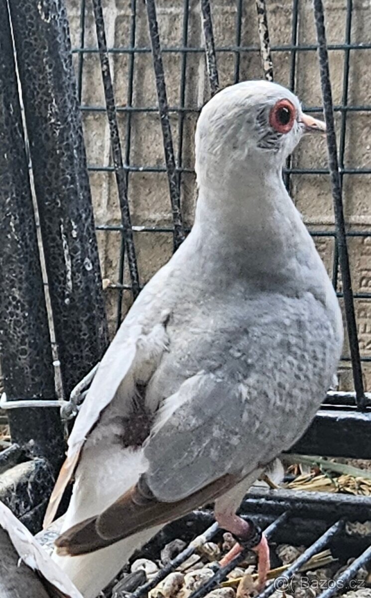 Holoubek diamantový - 2