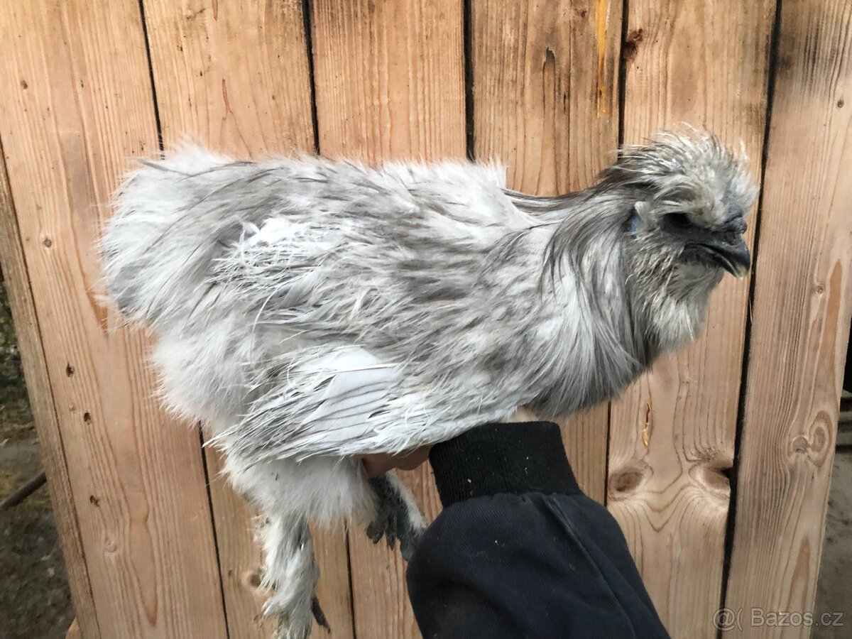 Hedvábnička perlově šedá. - 2