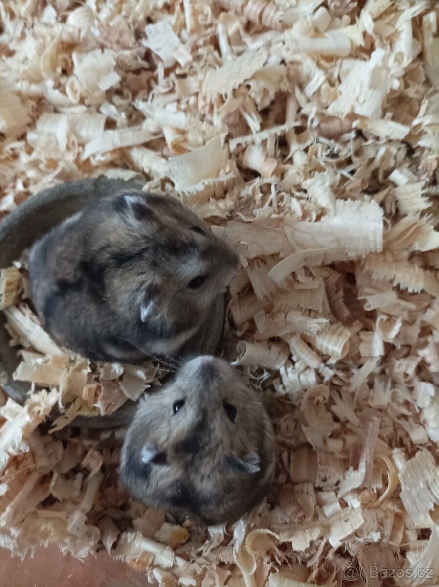 Krejčík džungarský - 2