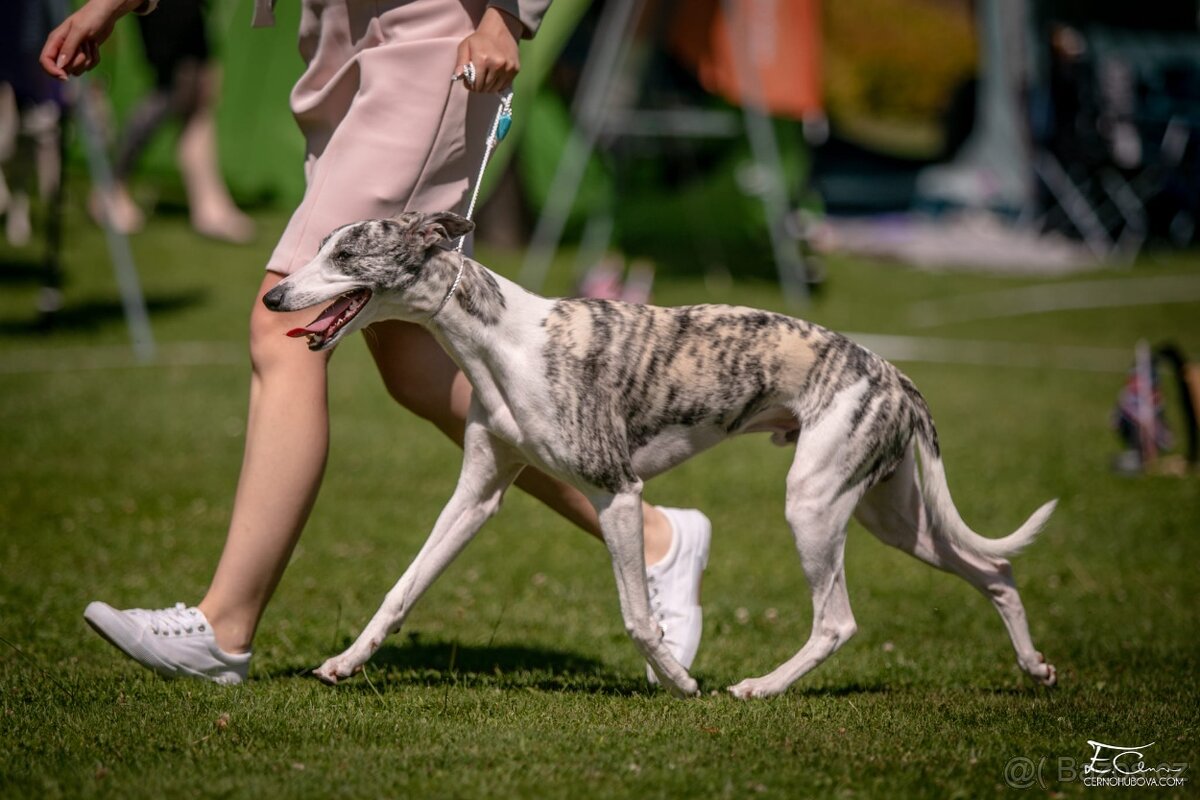 Nabídka krytí - whippet samec s PP, chovný vipet - 2