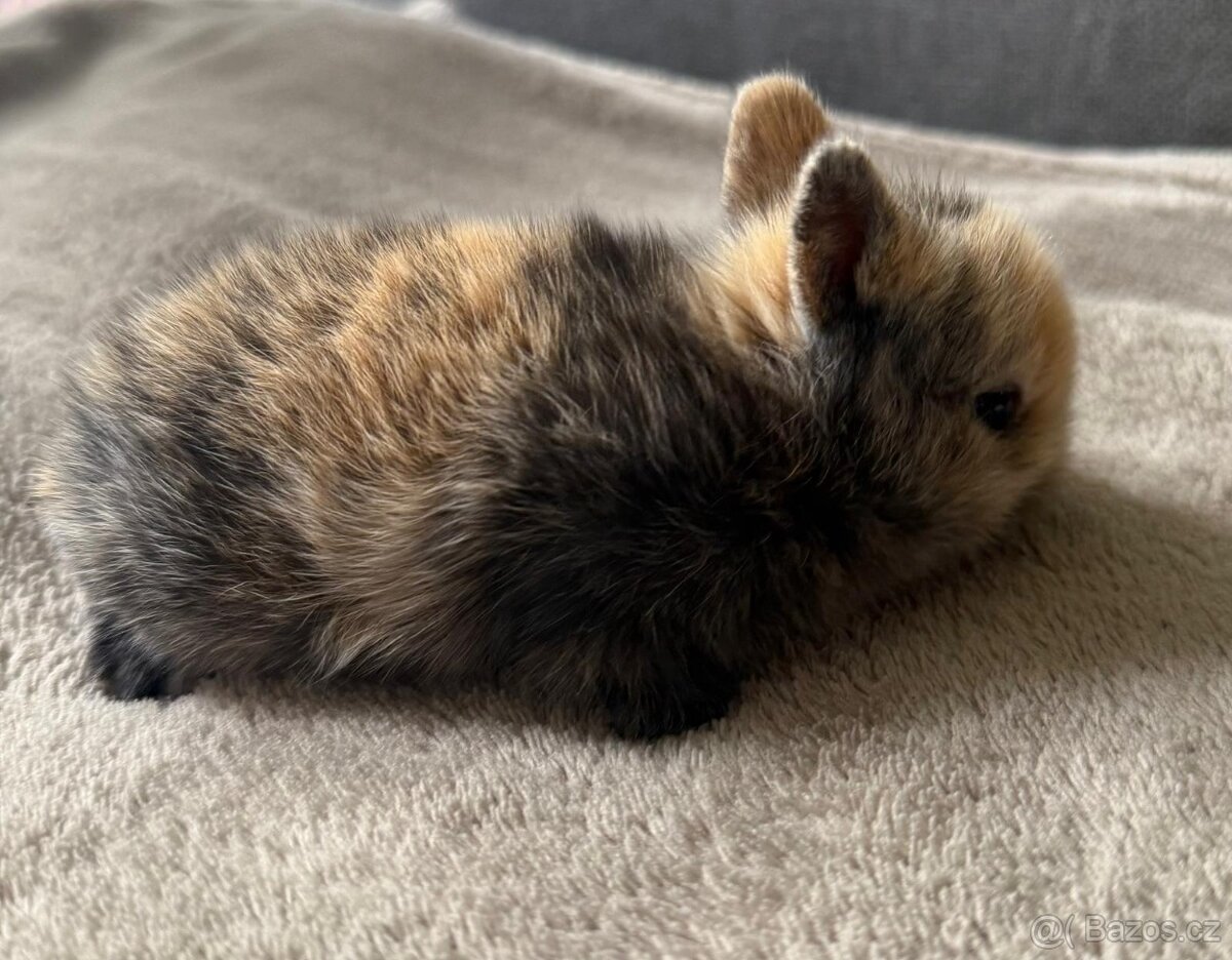 Zakrslý kralik Lvíček - 2